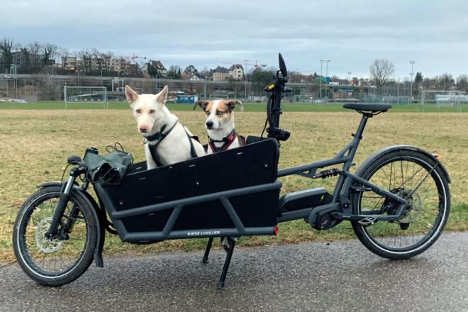 Hundetransport im vollgefederten Cargobike Load 75 von Riese & Müller